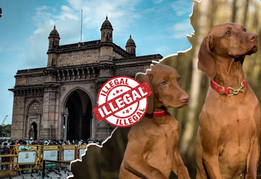 Collated image of a set of dogs and the gateway of India